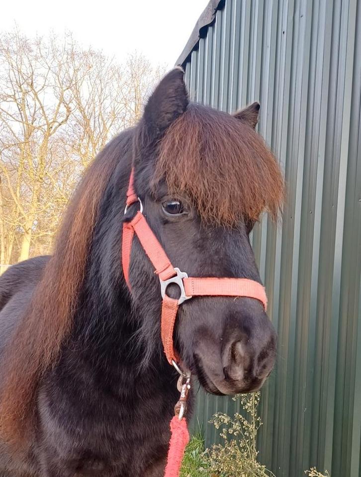 Grote maat shetlander ruin  2,5 jaar oud, Animaux & Accessoires, Poneys, Hongre, Non dressé, Poney A (jusqu'à 1.17 m), Poney de récréation