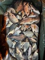 Schub/spiegel/rijen karpertjes K1, Dieren en Toebehoren, Vissen | Vijvervissen, Karper of Koi