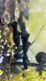 Mollys tekoop, Dieren en Toebehoren, Vissen | Aquariumvissen, Vis, Schoolvis