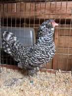 Trio Nederlandse Uilebaardkriel koekoek, Meerdere dieren, Kip