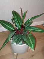 Calathea, Huis en Inrichting, Ophalen of Verzenden