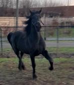 3 hengstenveulens Arabofries met stamboek, Animaux & Accessoires, Chevaux, Étalon, Non dressé, Vermifugé, 0 à 2 ans