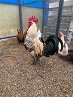 Gratis haan, Animaux & Accessoires, Mâle, Poule ou poulet