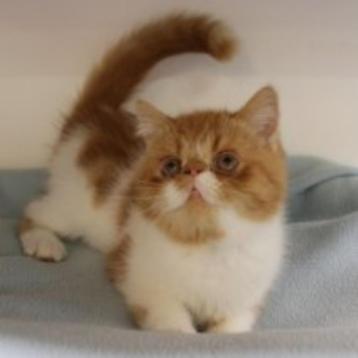 Schattige Exotic Shorthair kittens te koop (Belgisch), Dieren en Toebehoren, Meerdere dieren, Gechipt, 0 tot 2 jaar