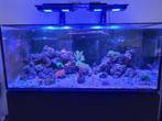 Zeeaquarium, Dieren en Toebehoren, Vissen | Aquaria en Toebehoren, Ophalen, Gebruikt, Gevuld zeewateraquarium