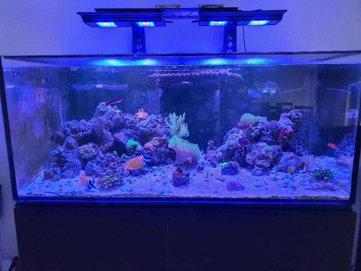 Zeeaquarium, Dieren en Toebehoren, Vissen | Aquaria en Toebehoren, Gebruikt, Gevuld zeewateraquarium, Ophalen