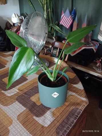PHILODENDRON Monstera 'Burle Marx Flame' beschikbaar voor biedingen
