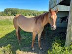 Aqha merrie 2 jaar, Dieren en Toebehoren, Paarden, Merrie, Minder dan 160 cm, Gechipt, 0 tot 2 jaar