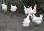 Broedeieren van Poule de Bresse, Dieren en Toebehoren, Pluimvee