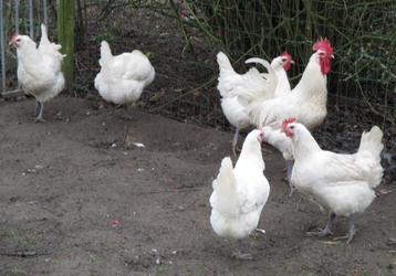 Broedeieren van Poule de Bresse beschikbaar voor biedingen