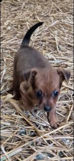Puppy, Dieren en Toebehoren, Honden | Chihuahua's en Gezelschapshonden, België, Particulier, 8 tot 15 weken, Teef