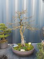 Bonsai Carpinus, Tuin en Terras, In pot, Minder dan 100 cm, Lente, Overige soorten