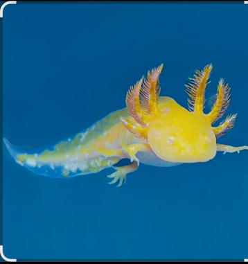 axolotl gold, Dieren en Toebehoren