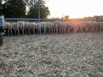Lammeren - ooien - rammen - schapen, Dieren en Toebehoren, Schapen, Geiten en Varkens, Schaap, 0 tot 2 jaar
