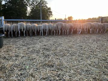 Lammeren - ooien - rammen - schapen, Mouton, 0 à 2 ans