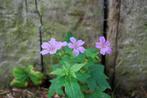 Geranium nodosum - Ooievaarsbek (vaste plant), Tuin en Terras, Ophalen, Vaste plant