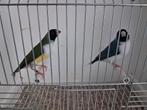 Goulds, Dieren en Toebehoren, Vogels | Overige Vogels
