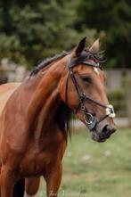 Ervaren ruiter gezocht voor 3,5 jarige., Animaux & Accessoires, Chevaux, Jument, Débourré