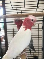 koppel split/ lutino roze kaketoes, Dieren en Toebehoren, Vogels | Parkieten en Papegaaien, Papegaai, Geringd