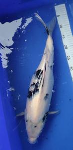 Japanse koi, Dieren en Toebehoren, Vissen | Vijvervissen, Karper of Koi