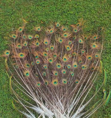 Pauwenveren te koop. beschikbaar voor biedingen