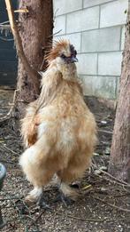 Zijdehoen haan, Dieren en Toebehoren