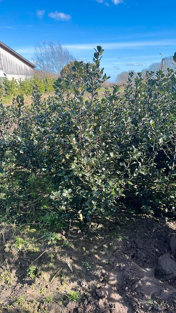 Ilex meserveae ‘Blue Prince’. Hagen en sierheesters, Tuin en Terras, Planten | Struiken en Hagen, Hulst, Ophalen