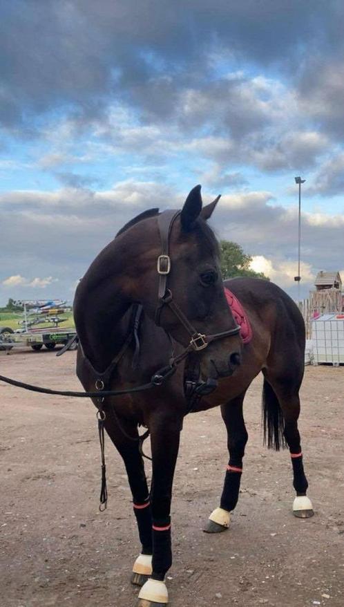 Paard te koop, Dieren en Toebehoren, Paarden, Merrie, 165 tot 170 cm, 11 jaar of ouder, Recreatiepaard, Met stamboom, Gechipt