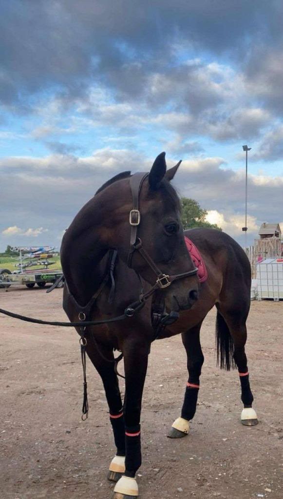 Paard te koop, Dieren en Toebehoren, Paarden, Merrie, 165 tot 170 cm, 11 jaar of ouder, Recreatiepaard, Met stamboom, Gechipt