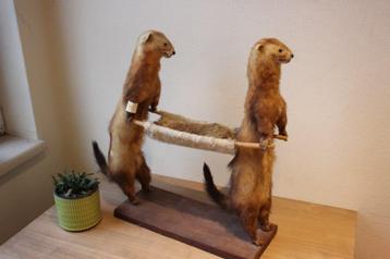 Grappige taxidermie
