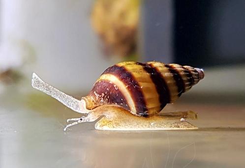 Helena-slakken voor aquarium, Dieren en Toebehoren, Vissen | Aquariumvissen