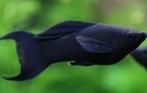 Nakweek black molly lyre-tail 5+1 gratis, Dieren en Toebehoren, Vis, Zoetwatervis, Schoolvis