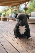 Mini french bull terrier pups, Dieren en Toebehoren, Honden | Bulldogs, Pinschers en Molossers, België, Fokker | Hobbymatig, 8 tot 15 weken