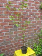 Beau plant de noisetier en pot, Tuin en Terras, Planten | Struiken en Hagen, Ophalen, Overige soorten, Struik, 250 cm of meer