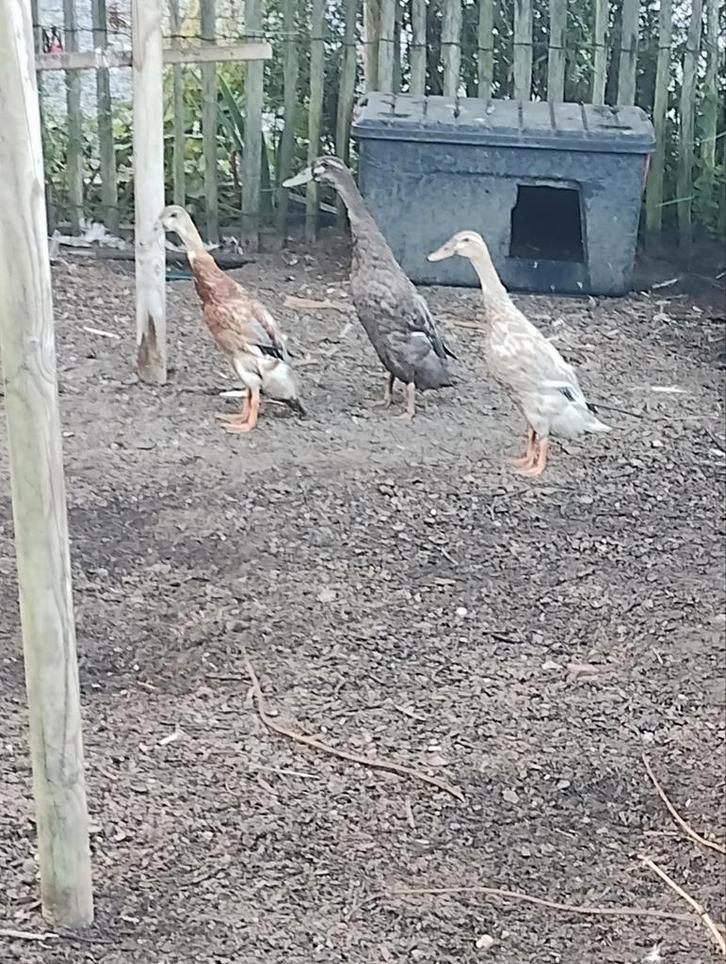 Loopeenden, slakkeneters voor bio tuin, Dieren en Toebehoren, Pluimvee, Eend, Meerdere dieren