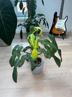 Philodendron Bipendifolium Golden Dragon, Huis en Inrichting, Ophalen of Verzenden