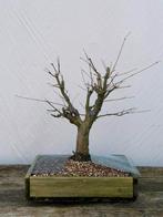 Bonsai starter acer palmatum, Jardin & Terrasse, Plantes | Arbres, Enlèvement