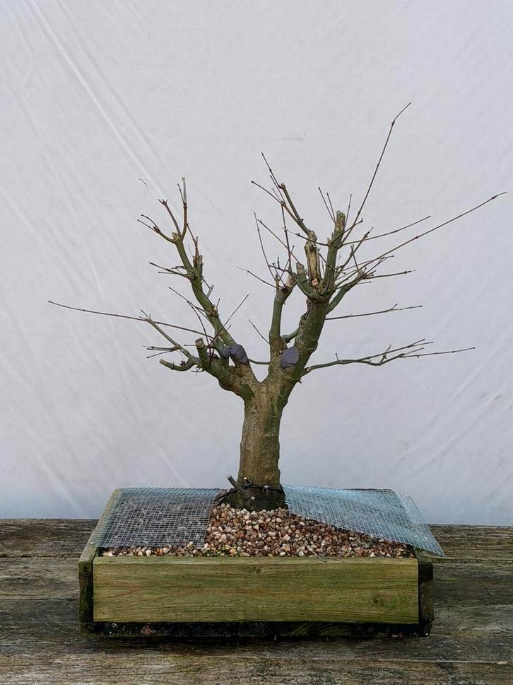Bonsai starter acer palmatum, Tuin en Terras, Planten | Bomen, Ophalen