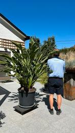 Strelitzia Reginae, Tuin en Terras, Ophalen
