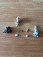 Coquillages, Verzamelen, Mineralen en Fossielen, Ophalen, Schelp(en)