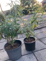 Vlinderstruiken paars en witte bloemen, Tuin en Terras, Ophalen