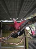 Couple Cacatoes Rosalbin EPP, Dieren en Toebehoren, Geringd