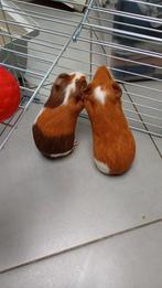2  cavia's vrouwtjes, Dieren en Toebehoren, Knaagdieren, Cavia, Vrouwelijk, Tam, Oktober