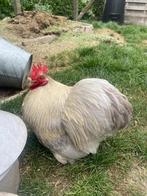 Haan, Dieren en Toebehoren, Mannelijk, Kip