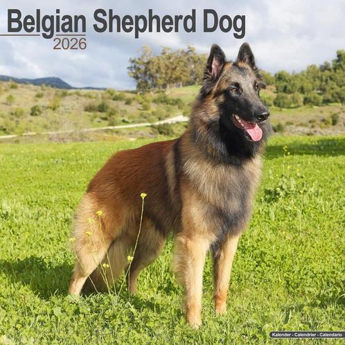 Belgian Shepherd kalender 2026, Diversen, Kalenders, Nieuw, Jaarkalender, Ophalen of Verzenden