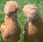 jeunes poules de Padoue et poules à crête blanche de différe, Femelle, Poule ou poulet