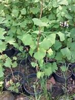 Ginkgo beloba, Ophalen