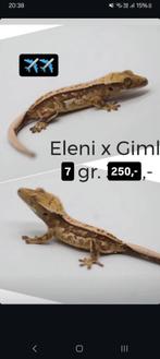 Mooie Tricolor wimpergekko baby, Hagedis, Tam, 0 tot 2 jaar
