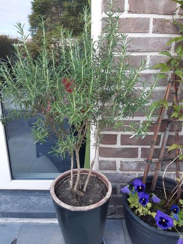 Rozemarijn plant, Tuin en Terras, Ophalen
