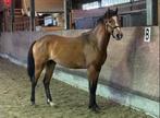 Knappe hengst, Dieren en Toebehoren, Pony's, E pony (1.48m - 1.57m), Springpony, 0 tot 2 jaar, Hengst